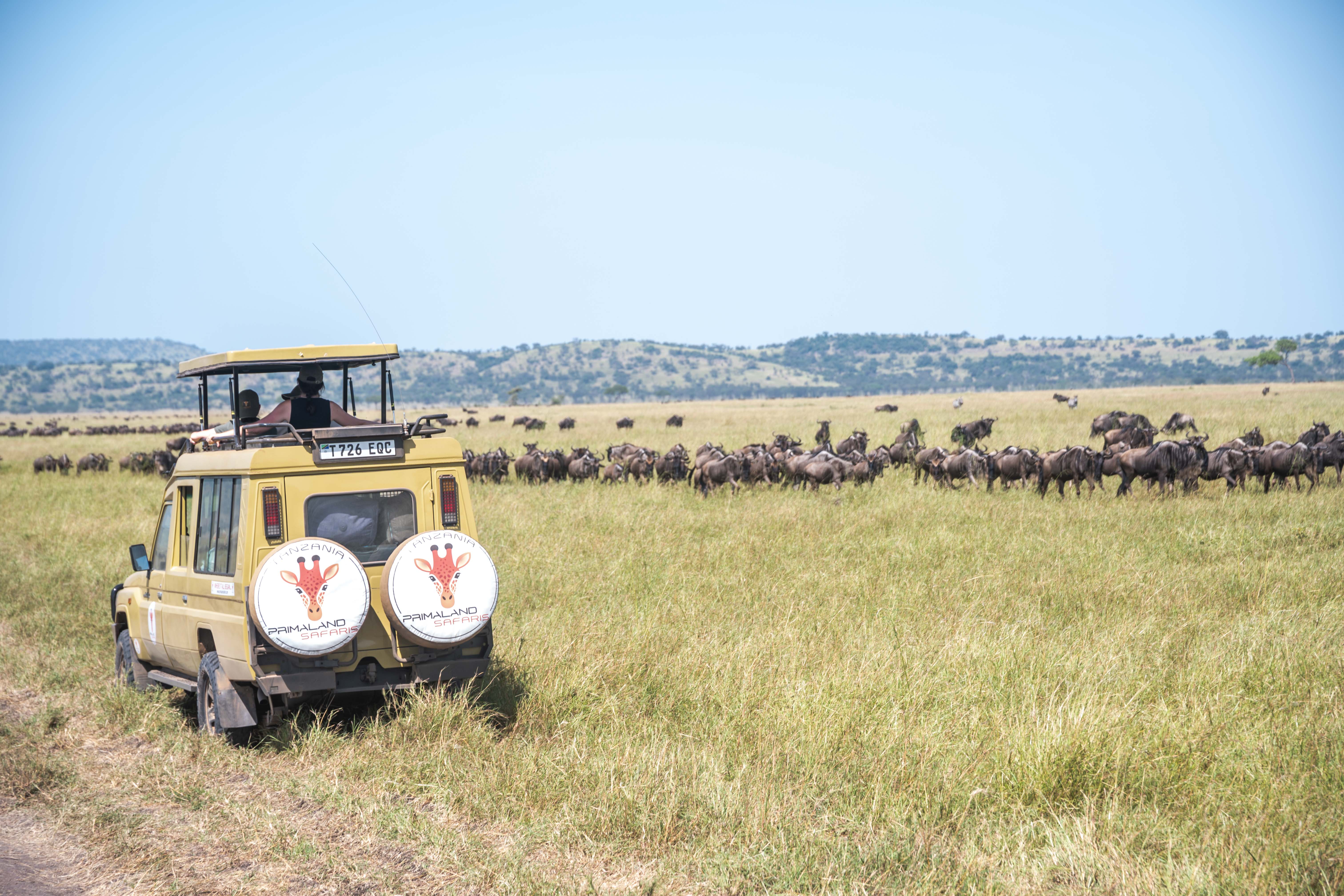 Un Land Cruiser Primaland davanti alla migrazione degli gnu nel Serengeti
